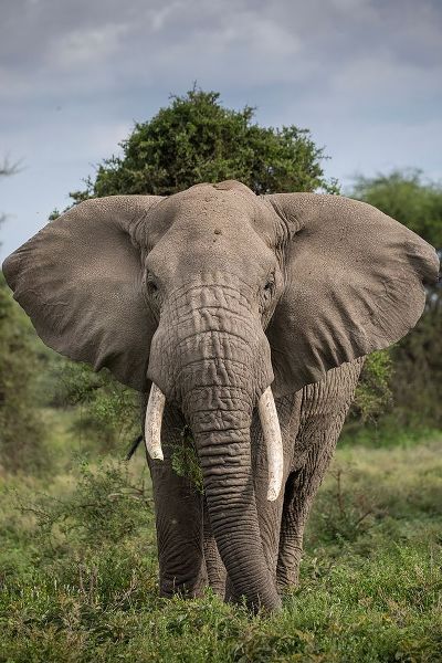Africa-Tanzania-Ngorongoro Conservation Area-Bull Elephant while feeding